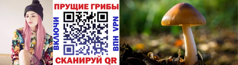 мега онион  где продают   Бавлы  Псилоцибиновые грибы прущие грибы 